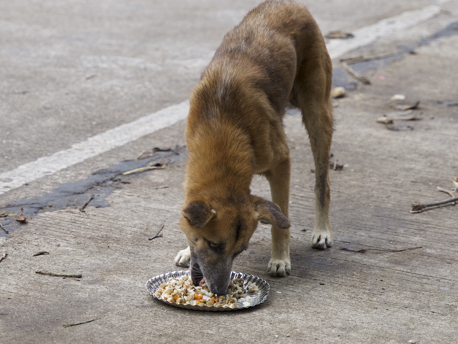 Stray Feeding Program